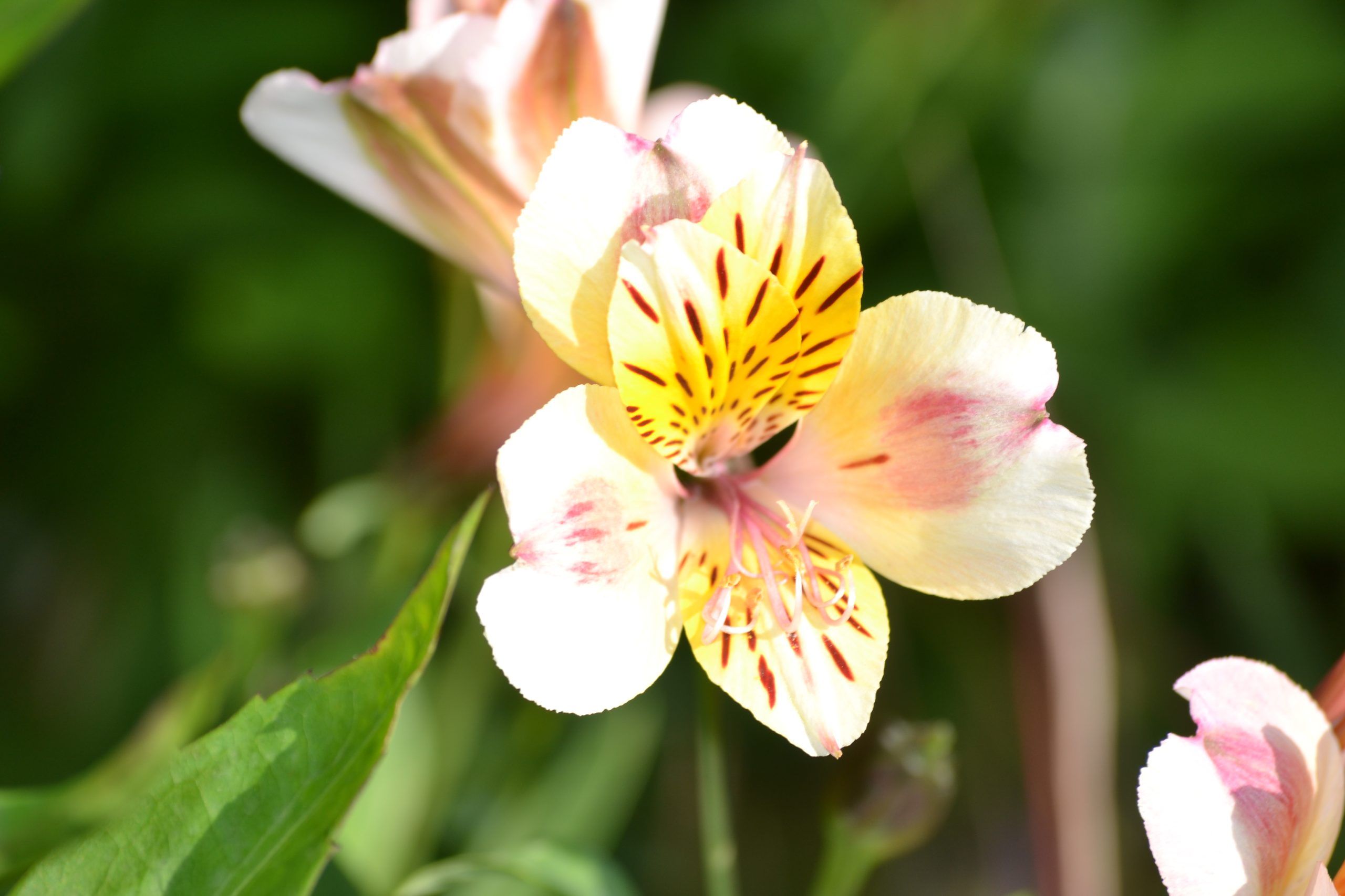 image fleurs blanche de la maison saint michel